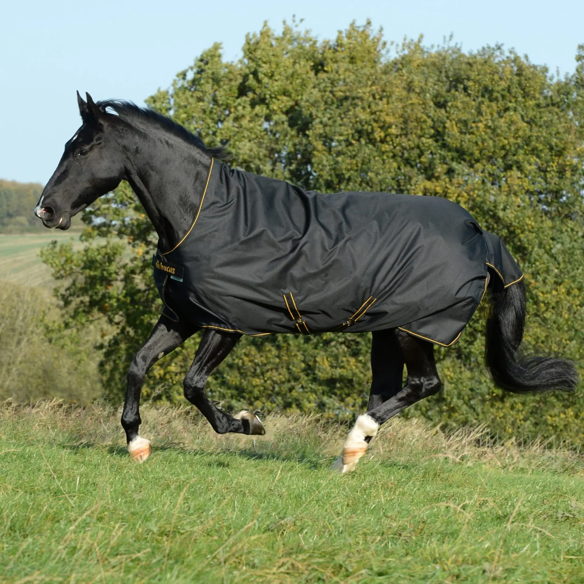 Black horse wearing a waterproof turnout blanket outdoors.