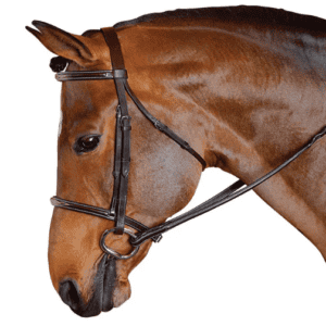 Raised bridle with reins for horse riding and training. Crafted with high-quality leather, designed.