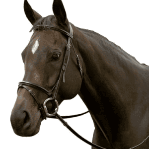 Eventing bridle with web reins for horse riding and training.
