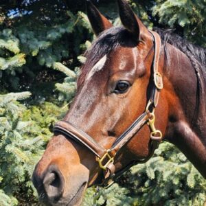 High-quality draft fancy stitched leather halter for horses, offering durability and style for train.