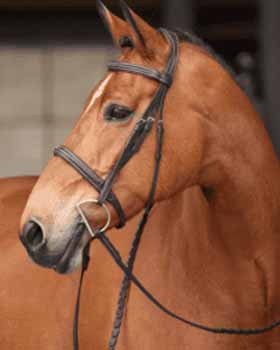 Horse training and care tips for riders and owners at The Horse Habit. Enhance your horse's well-bei.