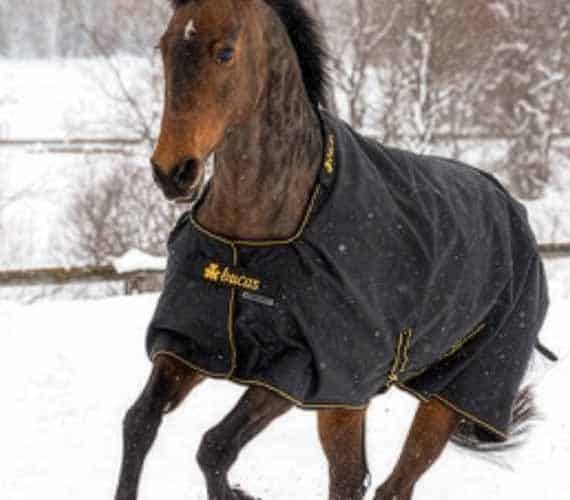 Horse wearing a waterproof blanket in snowy outdoor setting.