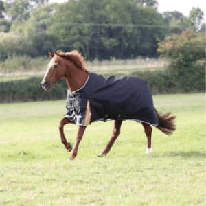 Shires Highlander Plus 200 Standard Neck #93002